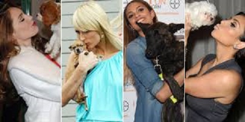 Find out a list of Cute Celebrity Pets especially Gods
